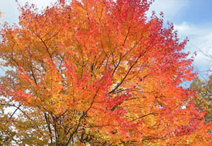 Capturing the Beauty of Fall Foliage with Travel Art Kits